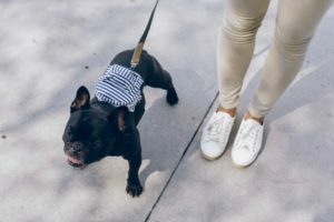 a dog wearing a hat and shoes