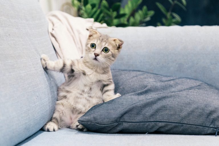 a cat lying on a couch
